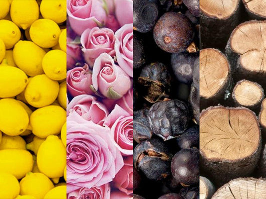 FRAGRANCE FAMILIES EXPLAINED - SCENT BEAUTY